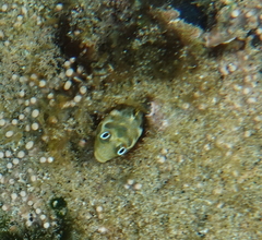 Cortez Barnacle Blenny photo 2