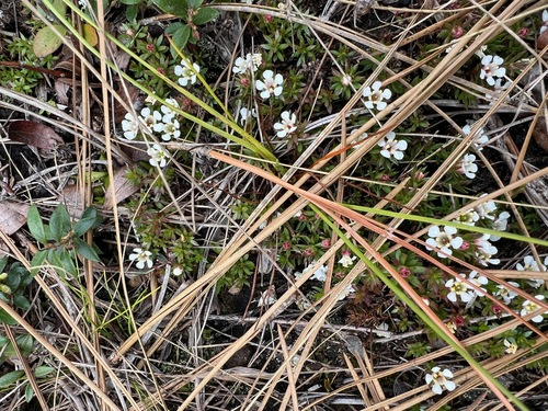 Image of Savanna Pyxiemoss (Pyxidanthera barbulata) by (c) sblumen, some rights reserved (CC BY)