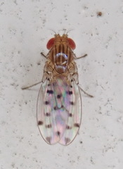 Drosophila guttifera