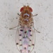 Drosophila guttifera - Photo (c) Paul Bedell, some rights reserved (CC BY-SA), uploaded by Paul Bedell