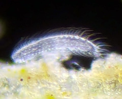 Gastrotricha