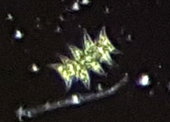 Scenedesmus
