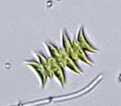 Scenedesmus