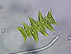 Scenedesmus