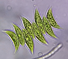 Scenedesmus