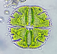 Micrasterias truncata