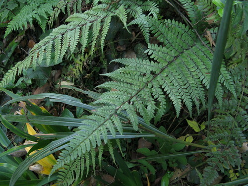Athyrium epirachis iNat (2)