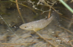 San Ignacio Pupfish photo 3