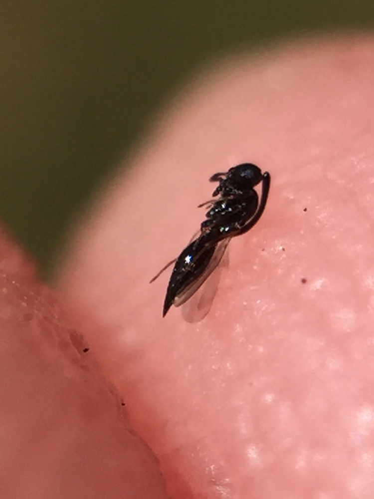 Inostemma boscii