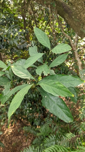 Aidia canthioides (Aidia canthioides)