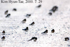 Hirundo rustica gutturalis