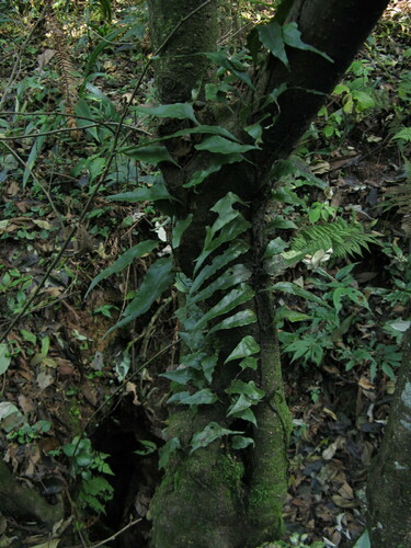Leptochilus buergerianus iNat (2)