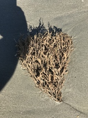 Clathria prolifera