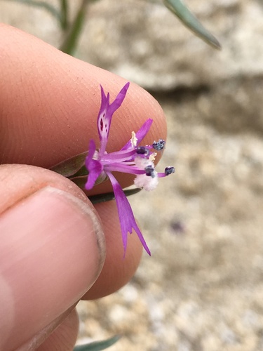 Gunsight clarkia (Clarkia xantiana)