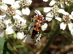 Strangalia sexnotata