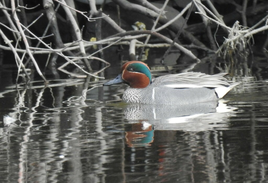 Eurasian Teal