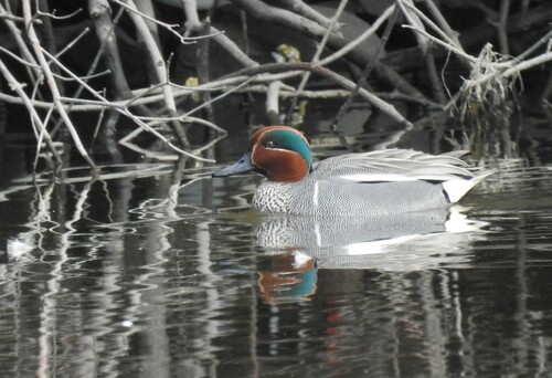 Eurasian x Green-winged Teal