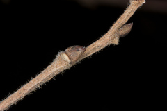 Diospyros virginiana