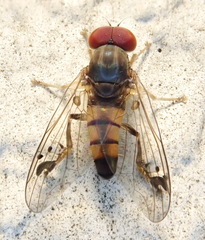 Calotarsa pallipes