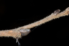 Diospyros virginiana