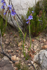Aristea racemosa
