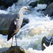 White-necked Heron - Photo (c) jimchurches, some rights reserved (CC BY-NC-SA), uploaded by jimchurches