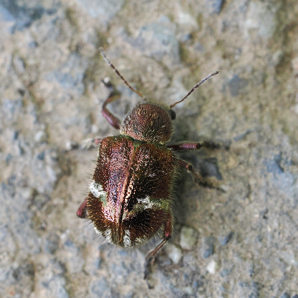 Trichochrysea japana