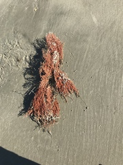 Clathria prolifera