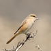 Isabelline Shrike - Photo (c) Imran Shah, some rights reserved (CC BY-SA)
