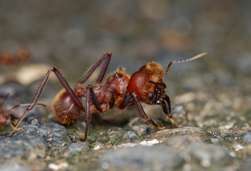 Hairy-headed leafcutter ant