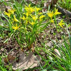 Slender Star-of-Bethlehem (Gagea filiformis)