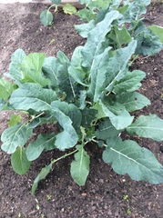 Brassica oleracea acephala