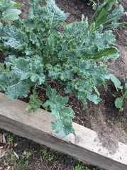 Brassica oleracea acephala