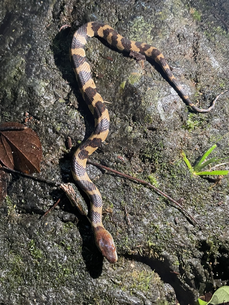 Asiatic Water Snake In April 2023 By Randall F INaturalist   Large 