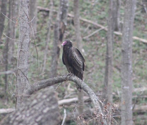 Turkey Vulture photographed in Virginia