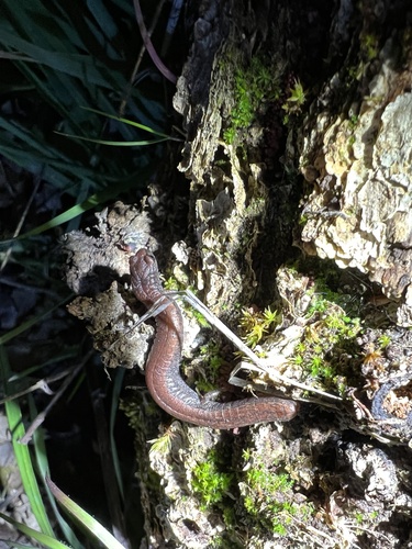 iNaturalist observation photo of California Slender Salamander