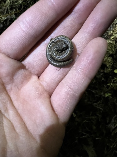 iNaturalist observation photo of California Slender Salamander