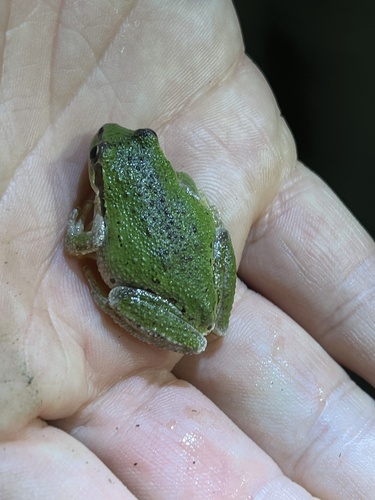 iNaturalist observation photo of Pacific chorus frog
