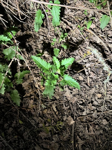 iNaturalist observation photo of California beeplant