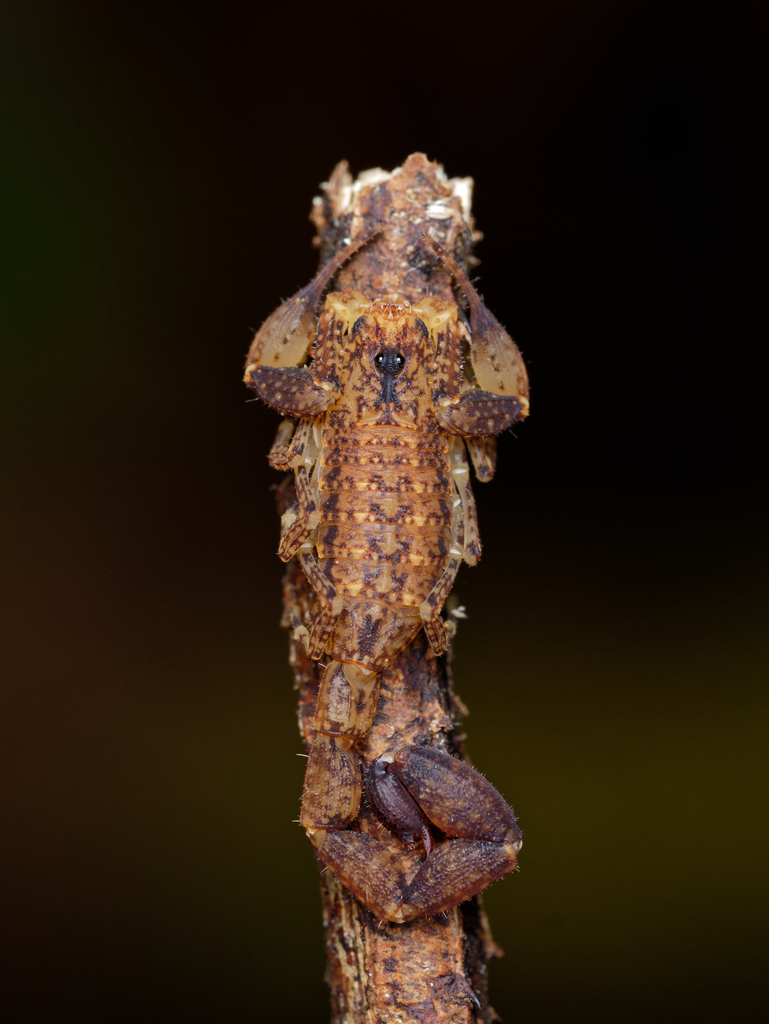 Tityus ocelote