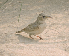 Alaudala raytal