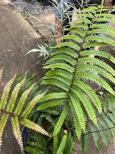 Didymochlaena sinuosa