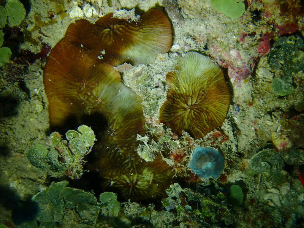 Cantharellus jebbi