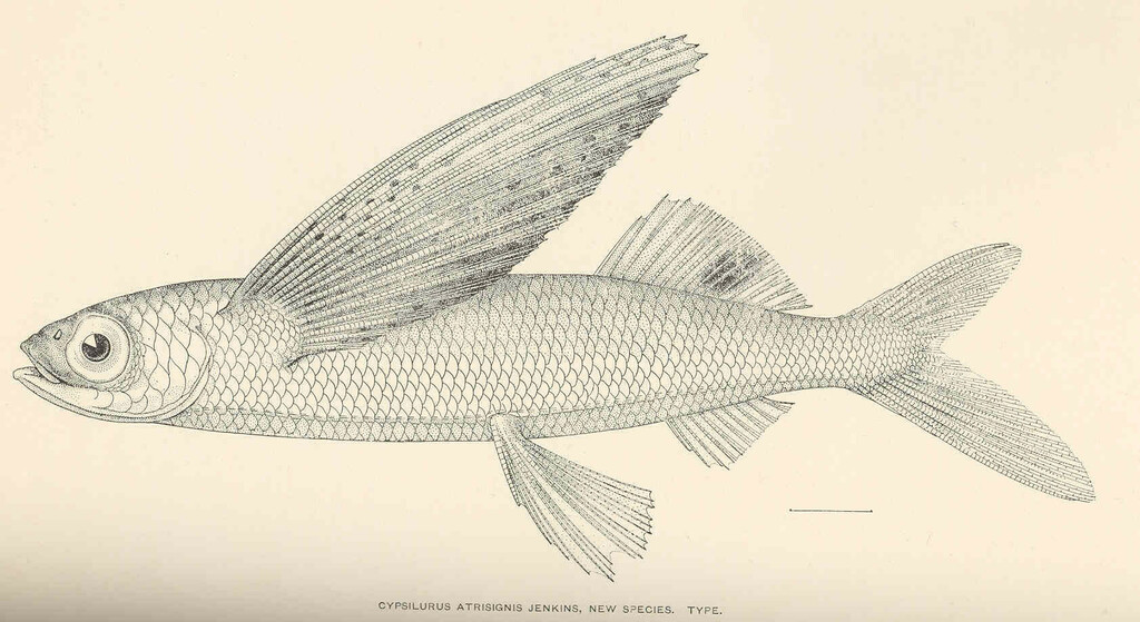 Glider Flyingfish