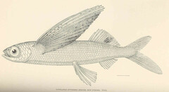 Glider Flyingfish photo 1