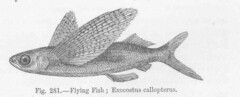 Beautyfin Flyingfish photo 5