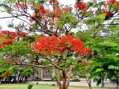 Delonix regia
