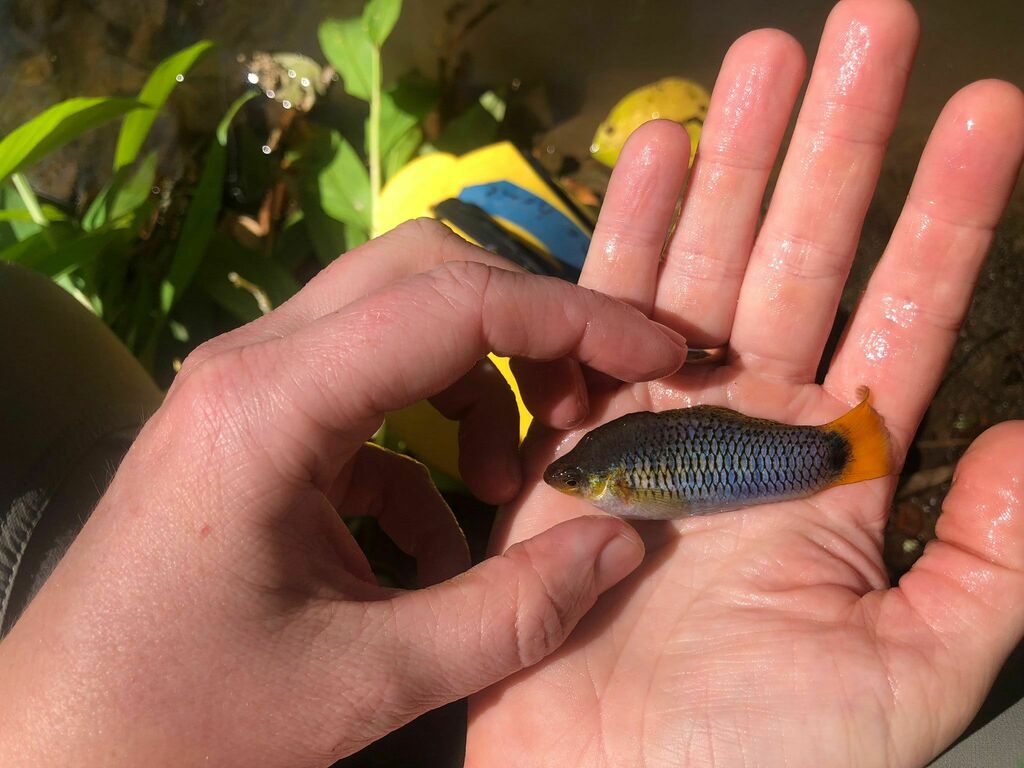 Sheepshead swordtail (Xiphophorus birchmanni) — Poeciliidae