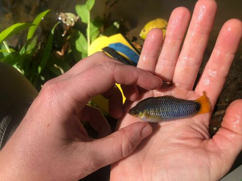 Sheepshead swordtail (Xiphophorus birchmanni) — Poeciliidae
