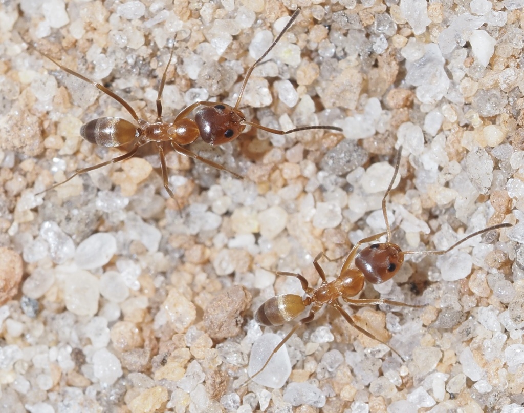 Buren's Pyramid Ant